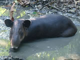 Tapir Tub